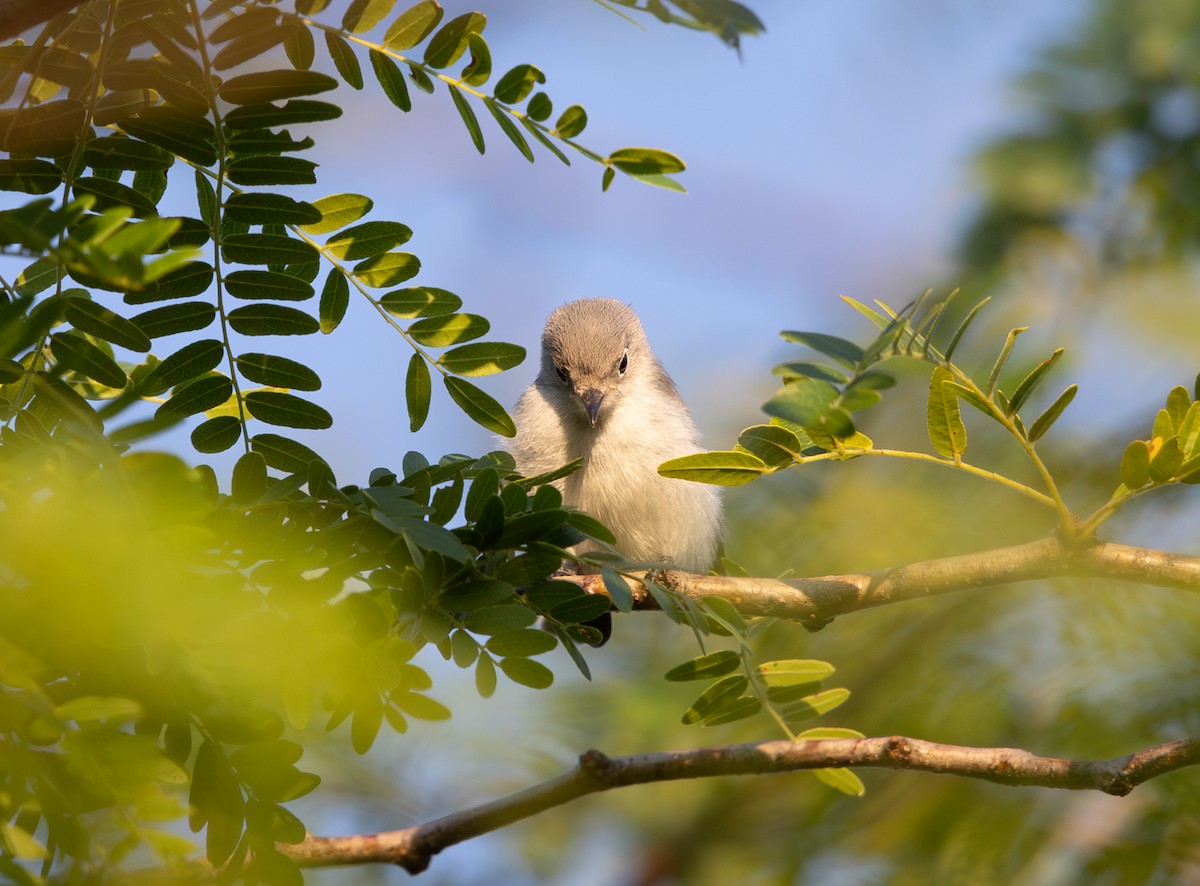 Blue-gray Gnatcatcher - ML620450281