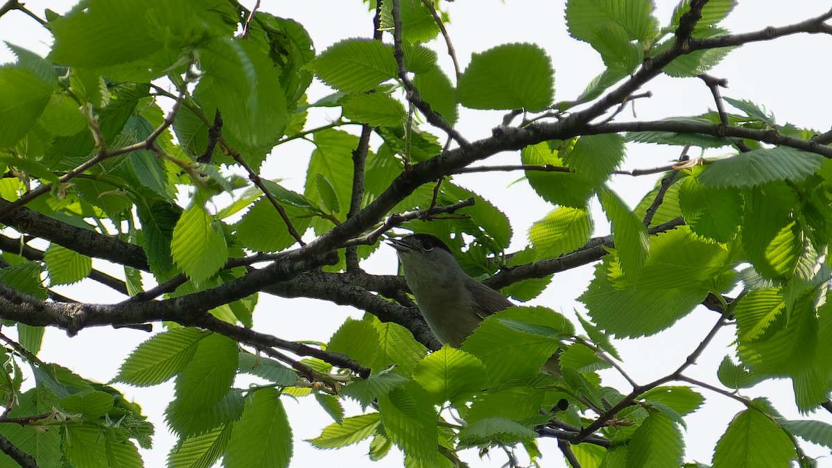 Eurasian Blackcap - ML620450287