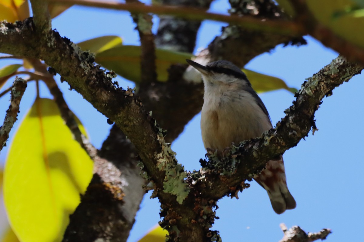 茶腹鳾 - ML620450288