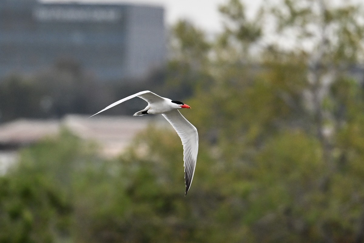 Caspian Tern - ML620450291