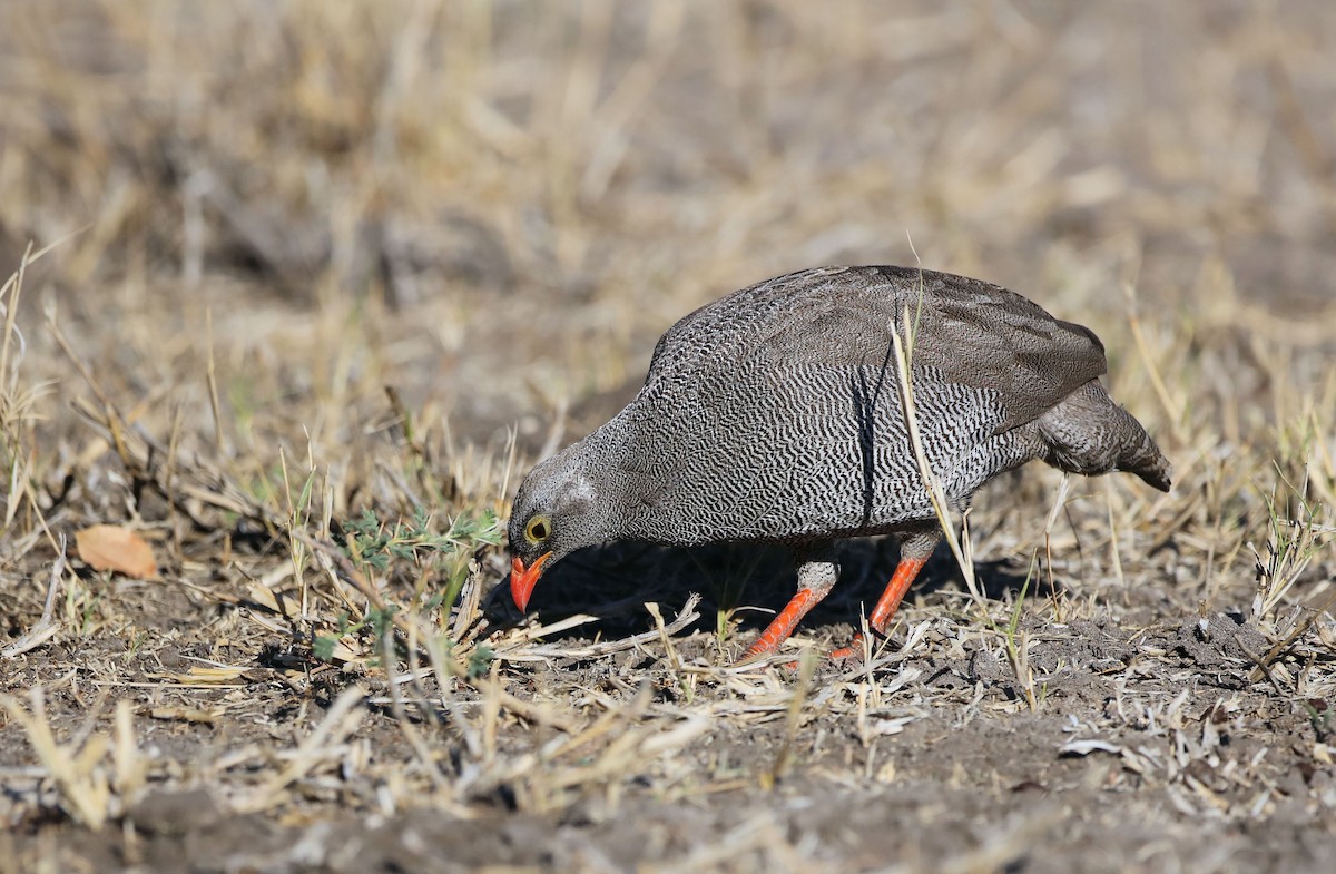 Red-billed Spurfowl - ML620450292