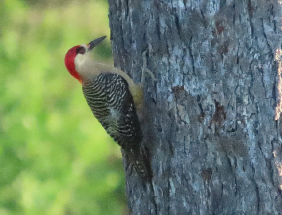 West Indian Woodpecker - ML620450294