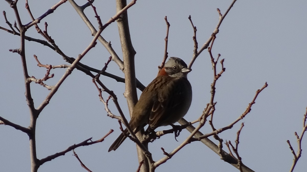 Rufous-collared Sparrow - ML620450295
