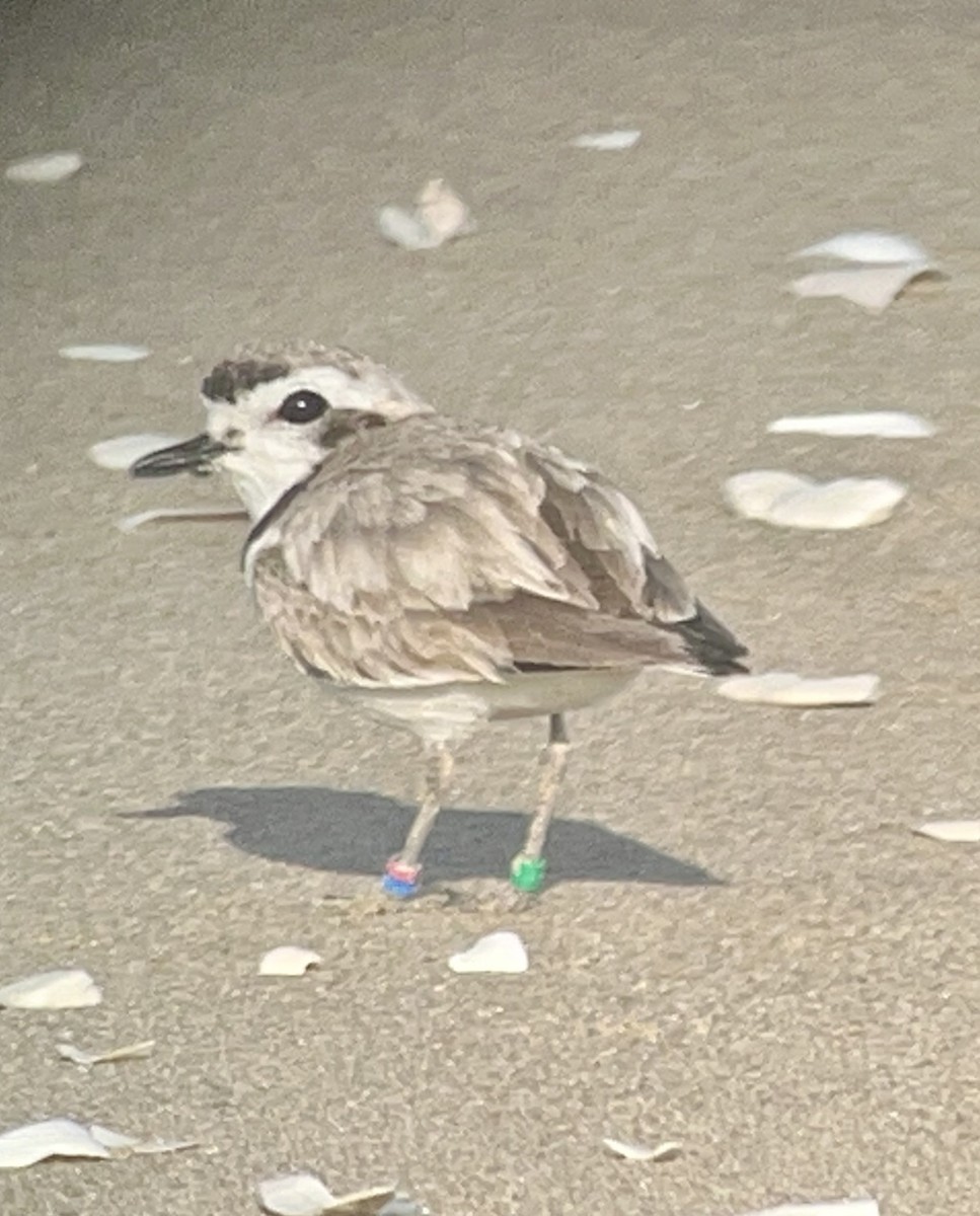 Snowy Plover - ML620450306