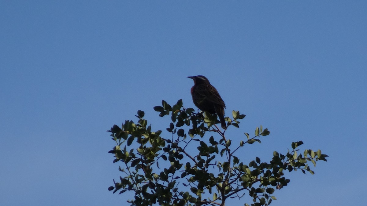 Long-tailed Meadowlark - ML620450310