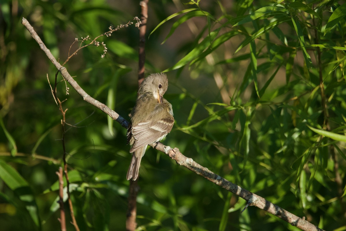 Willow Flycatcher - Robert King