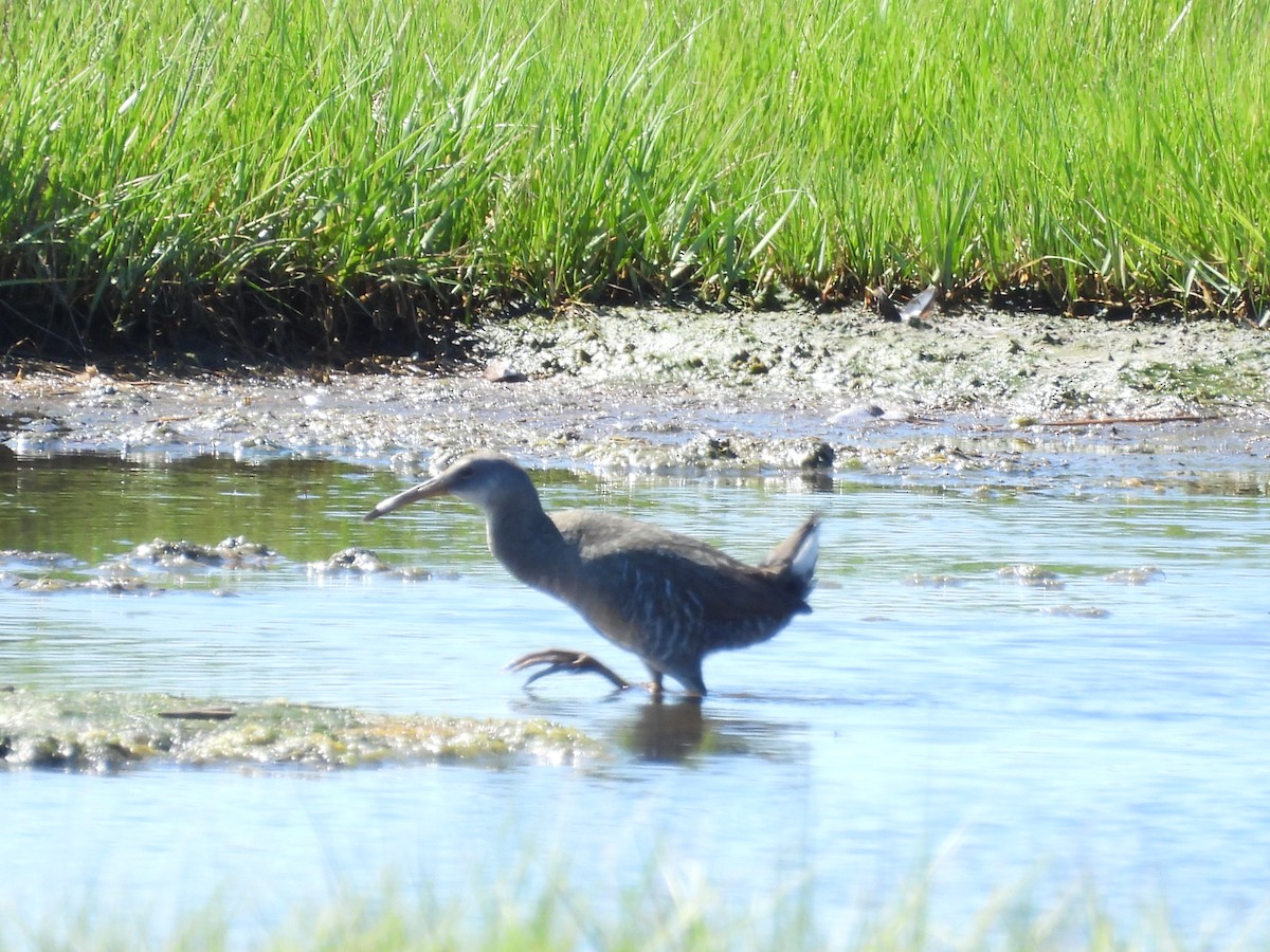 Clapper Rail - ML620450315