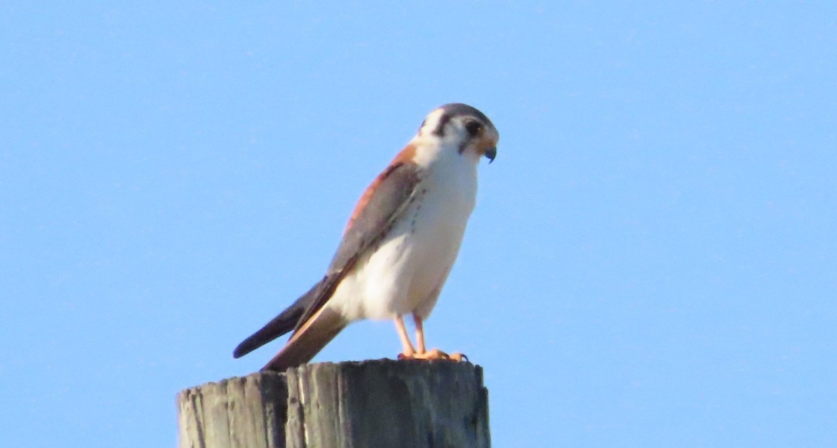 American Kestrel - ML620450317