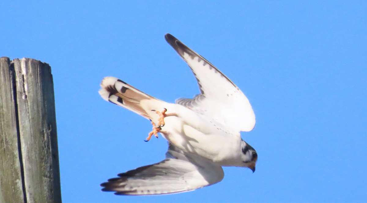 American Kestrel - ML620450321