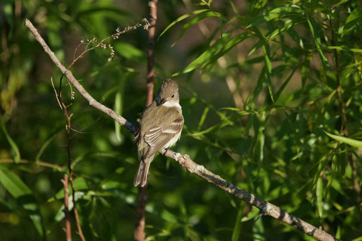 Willow Flycatcher - ML620450323