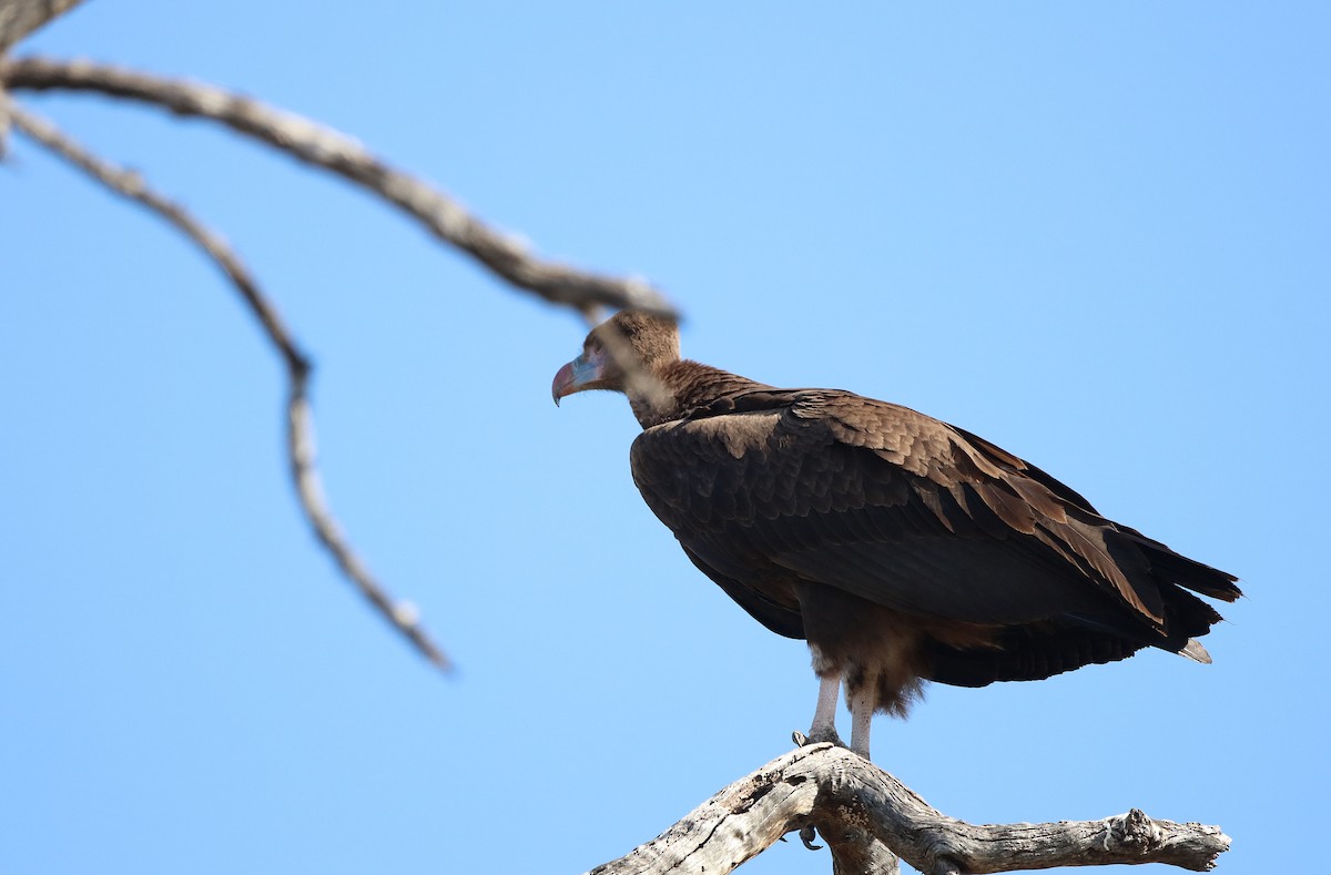 White-headed Vulture - ML620450324