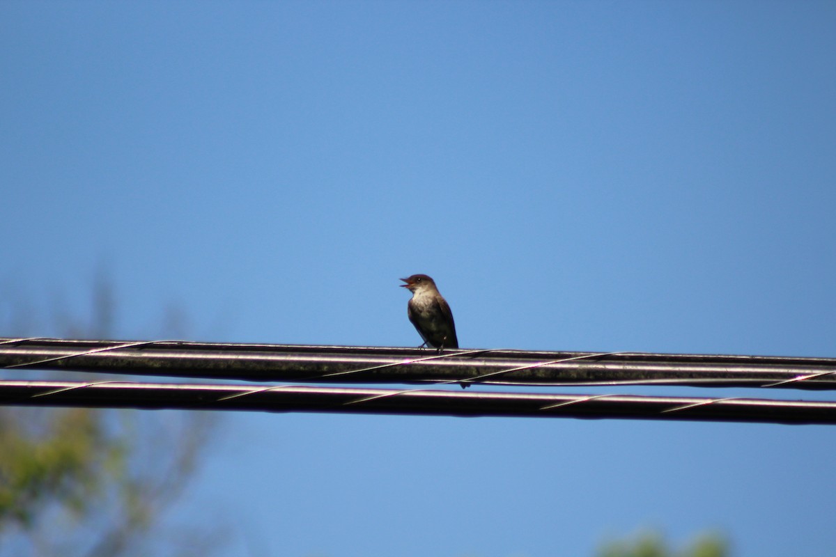 Eastern Phoebe - ML620450325