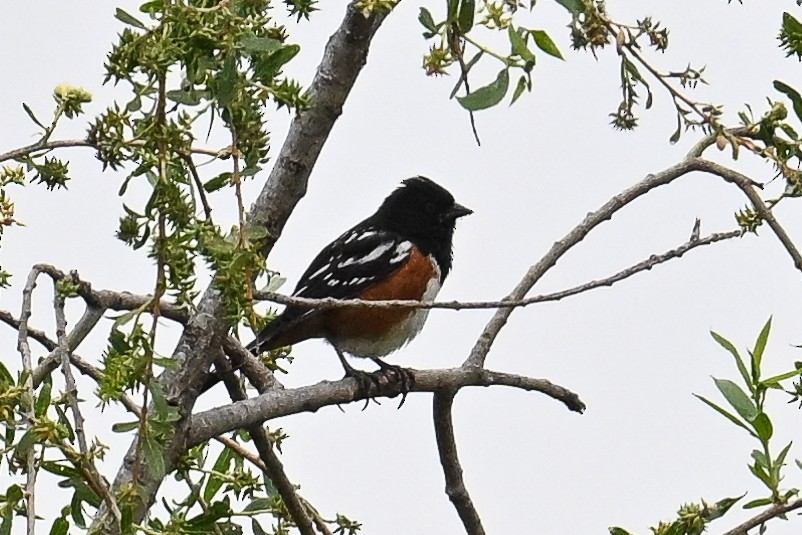 Spotted Towhee - ML620450328