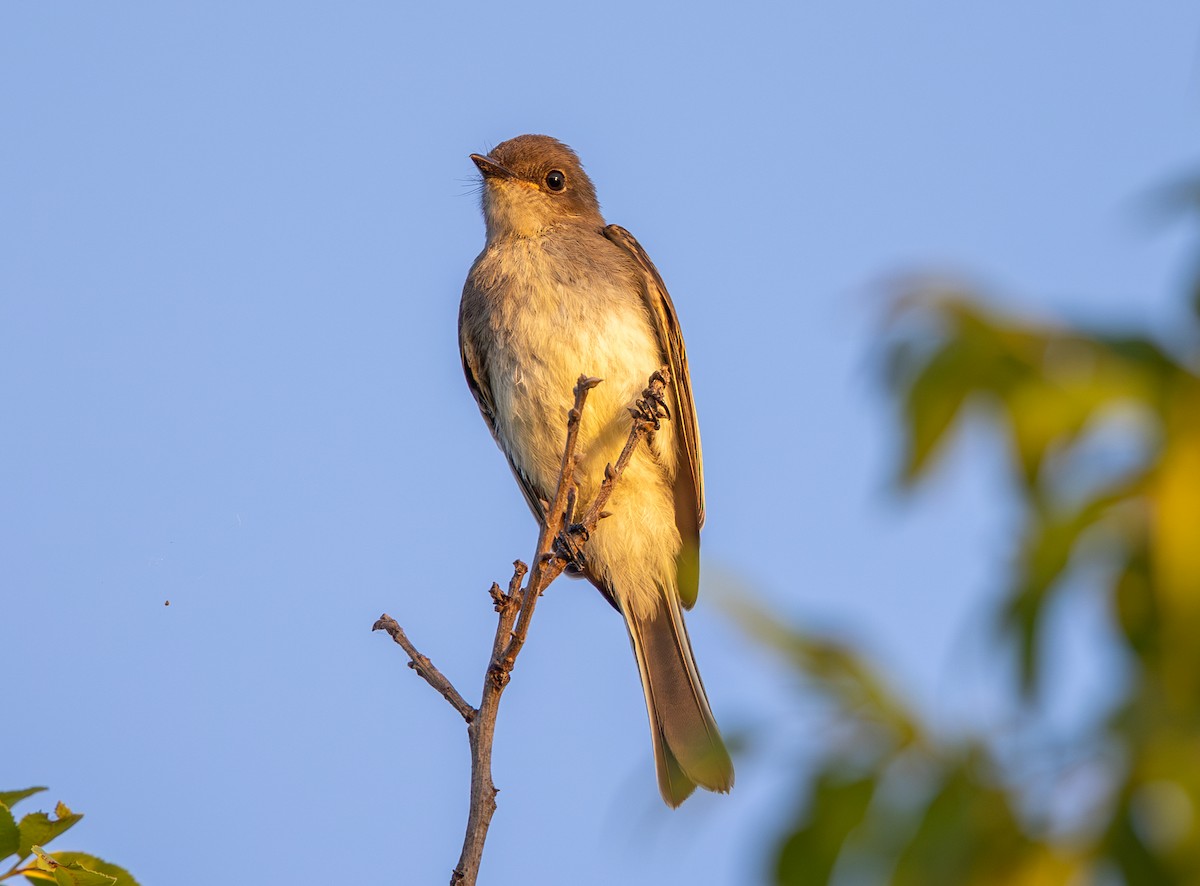 Eastern Phoebe - Jim Jarrett