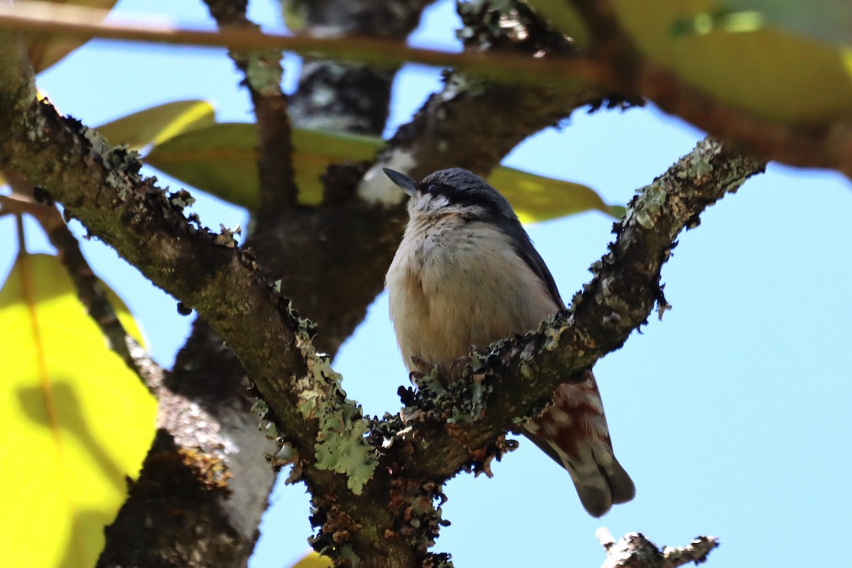 茶腹鳾 - ML620450341