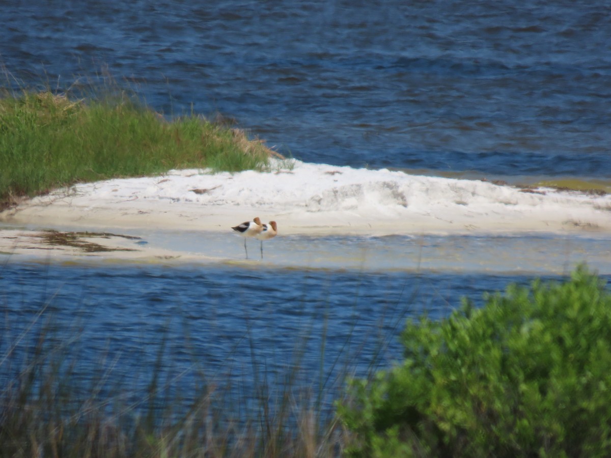 American Avocet - ML620450345