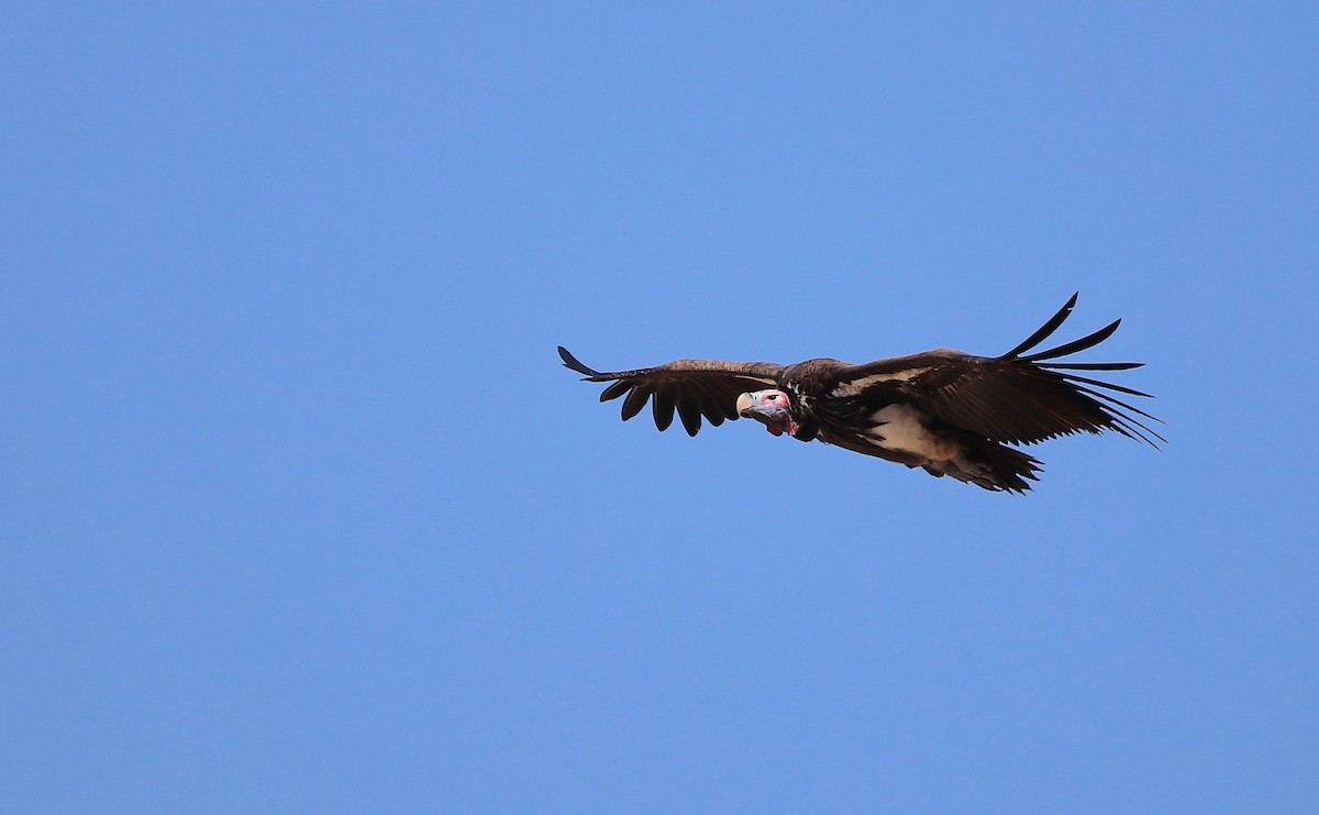 Lappet-faced Vulture - ML620450347