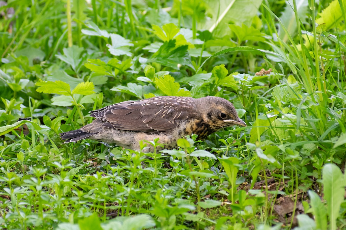 Fieldfare - ML620450349