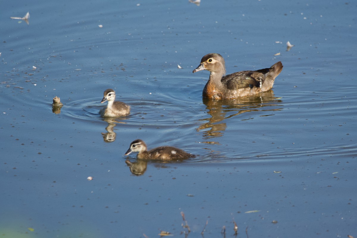 Wood Duck - ML620450350