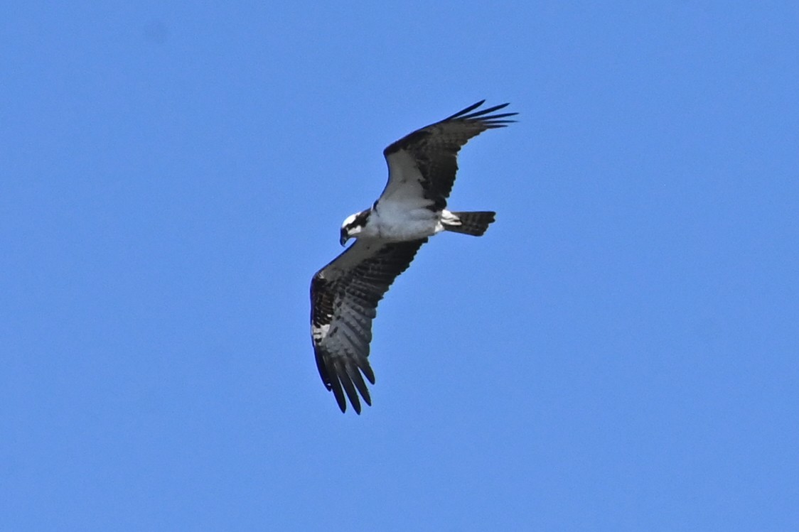 Osprey - ML620450354