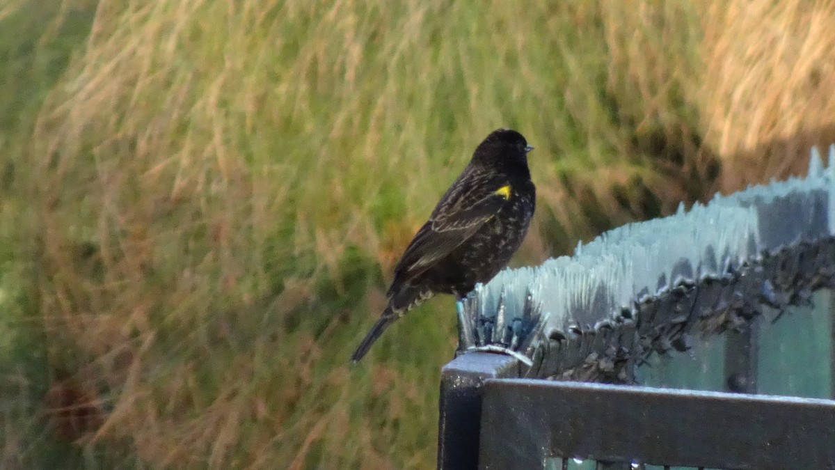 Yellow-winged Blackbird - ML620450356