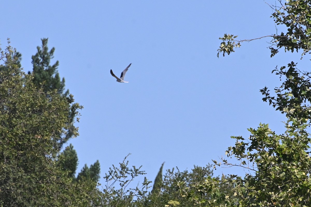 White-tailed Kite - ML620450363