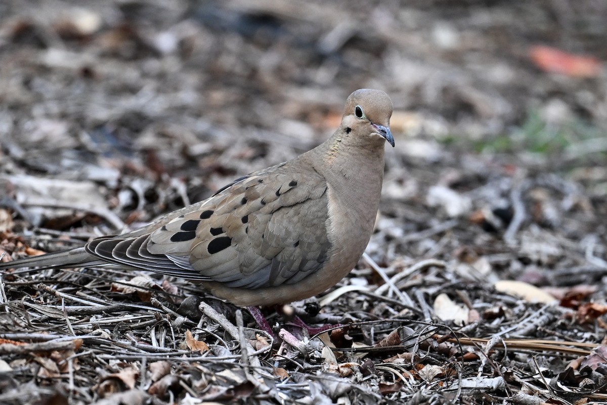 Mourning Dove - ML620450364