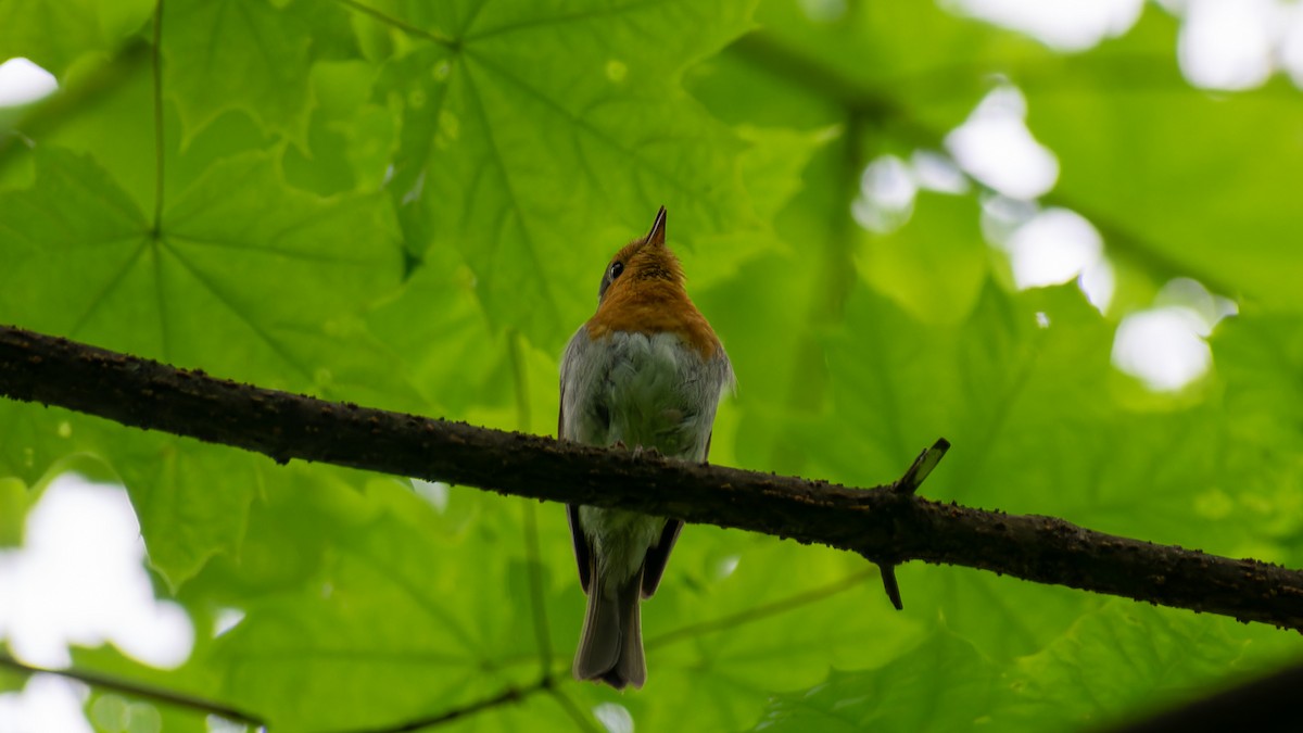 European Robin - ML620450367