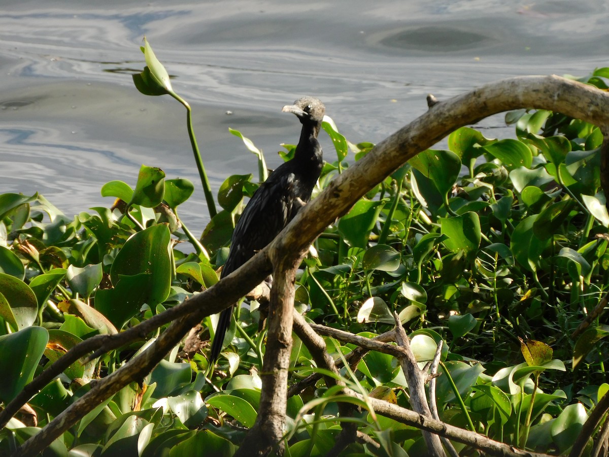 Little Cormorant - ML620450368