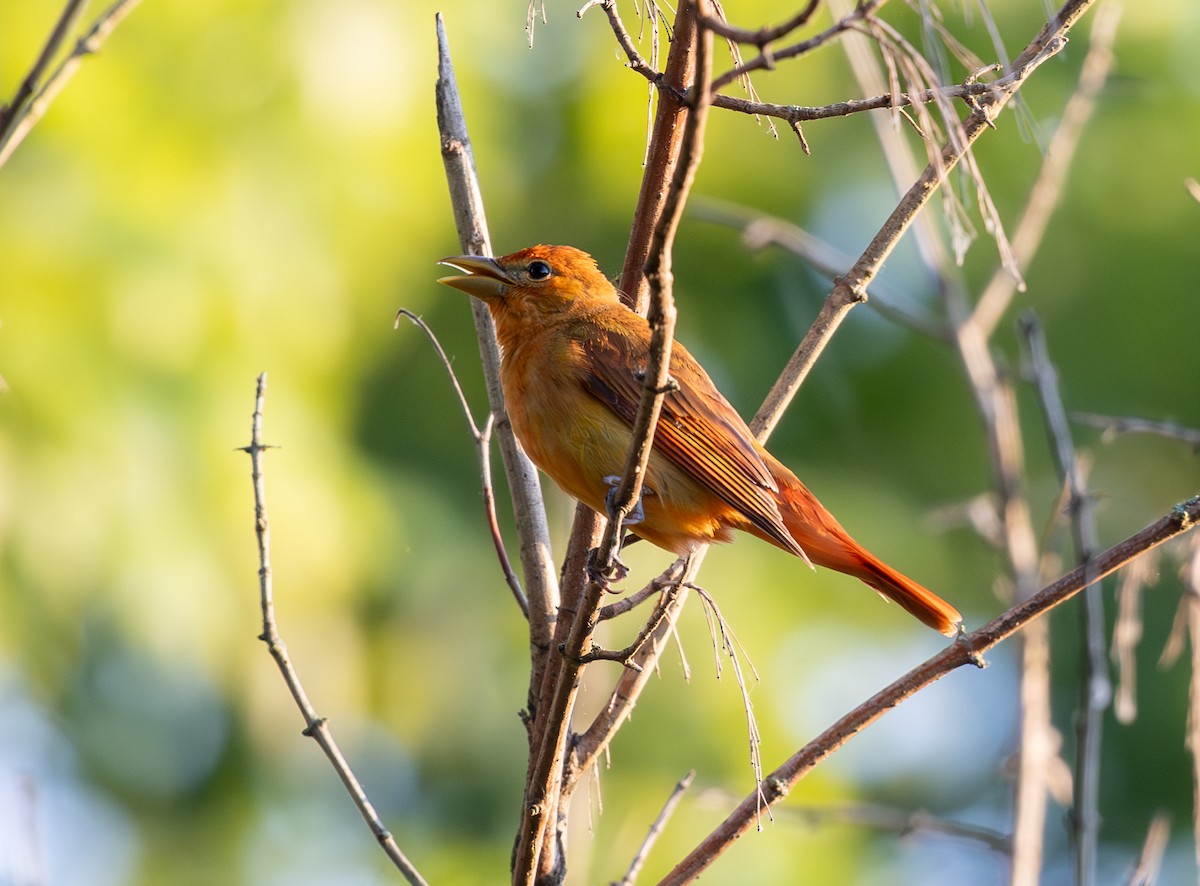 Summer Tanager - Jim Jarrett