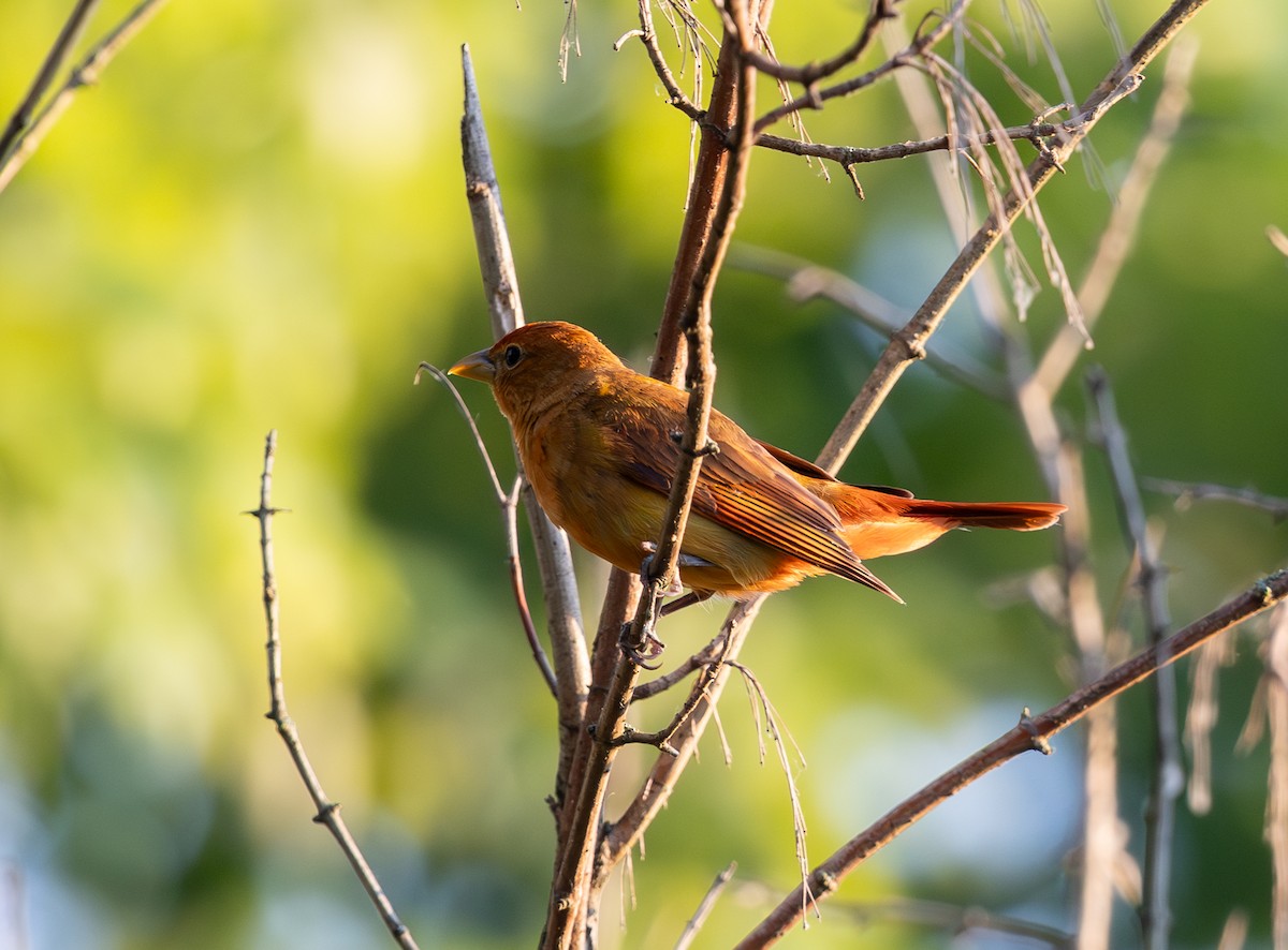 Summer Tanager - ML620450376