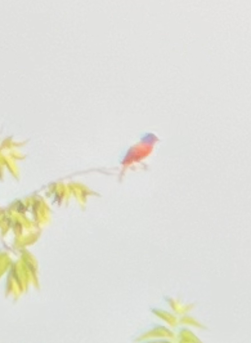 Painted Bunting - ML620450386