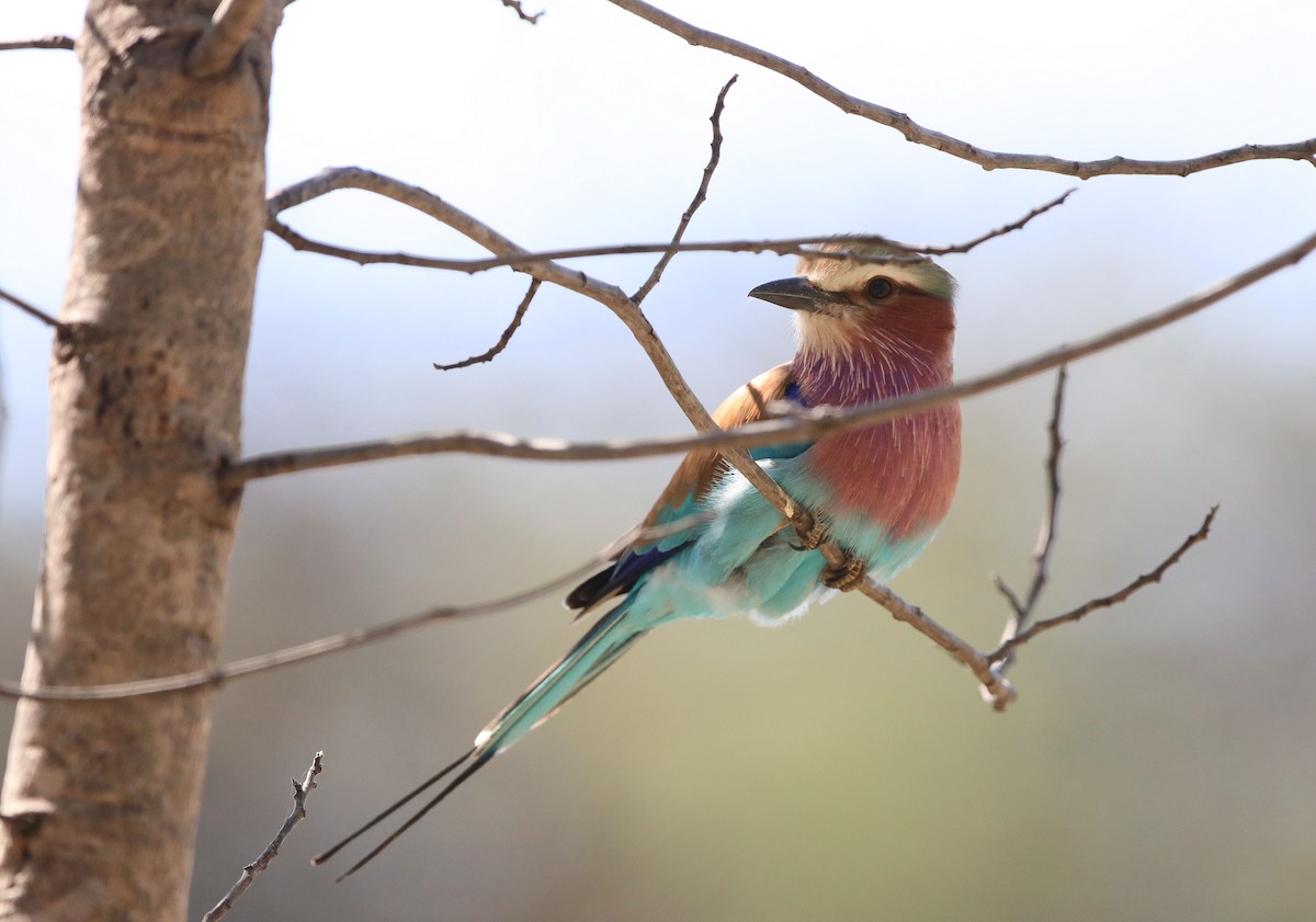 Lilac-breasted Roller - ML620450389