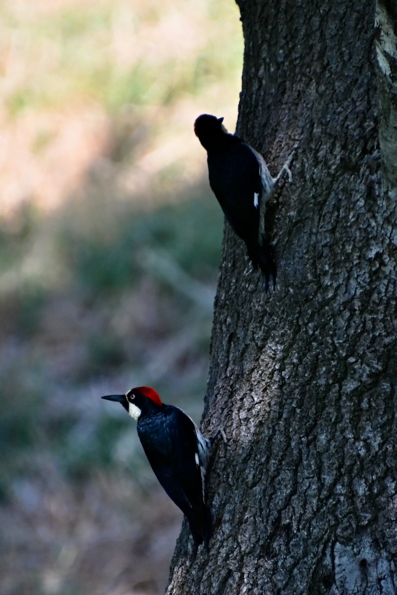 Acorn Woodpecker - ML620450390