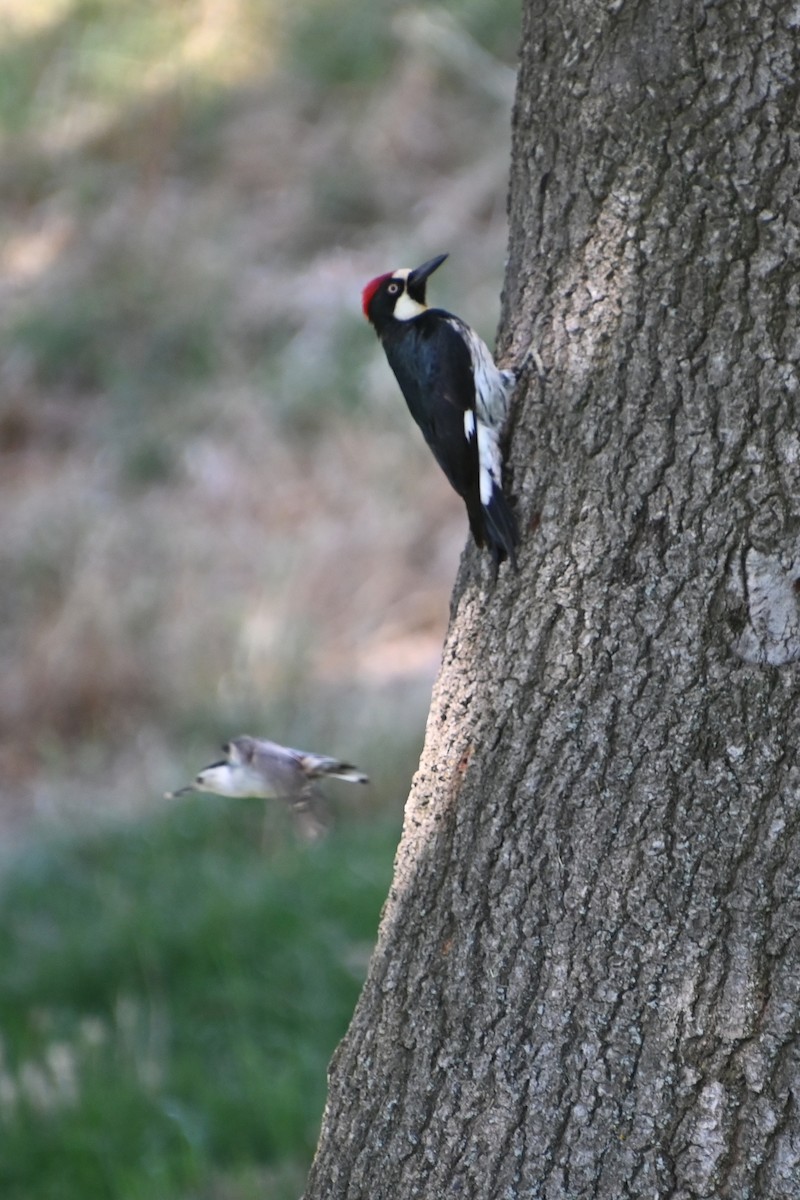 Acorn Woodpecker - ML620450391