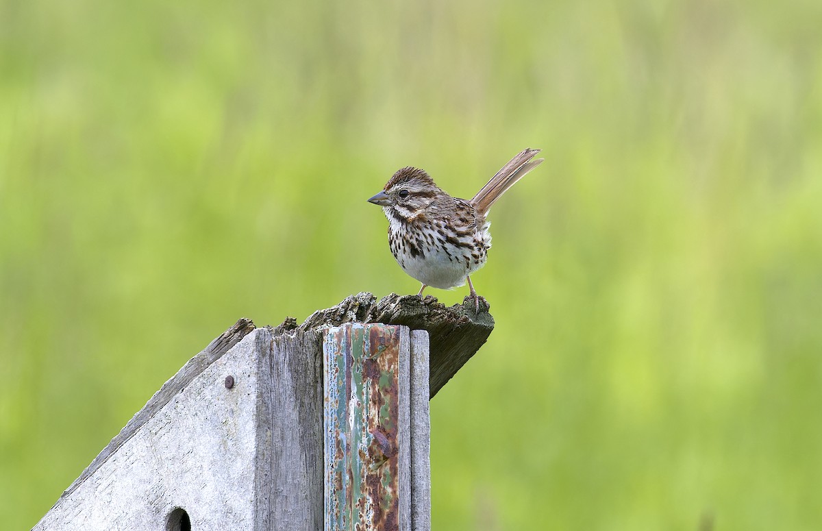 Song Sparrow - ML620450393