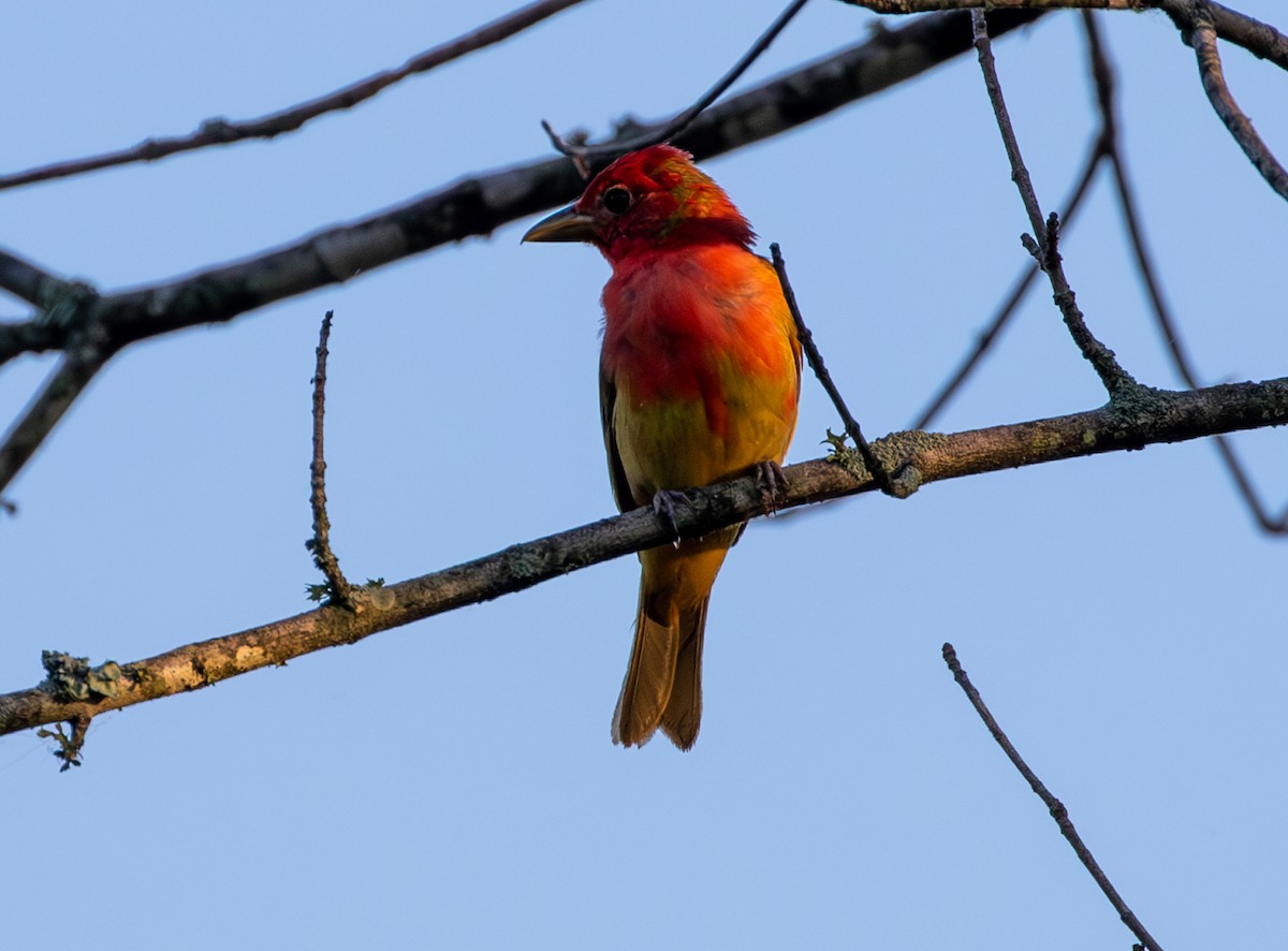 Summer Tanager - ML620450394