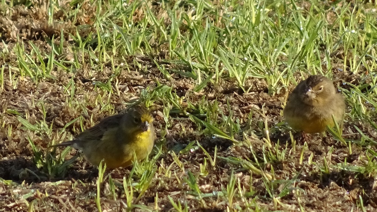 Grassland Yellow-Finch - ML620450395