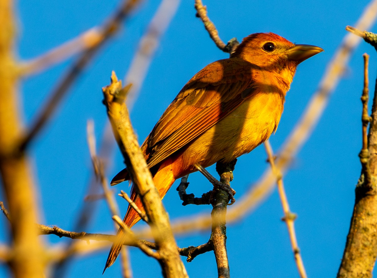 Summer Tanager - ML620450397