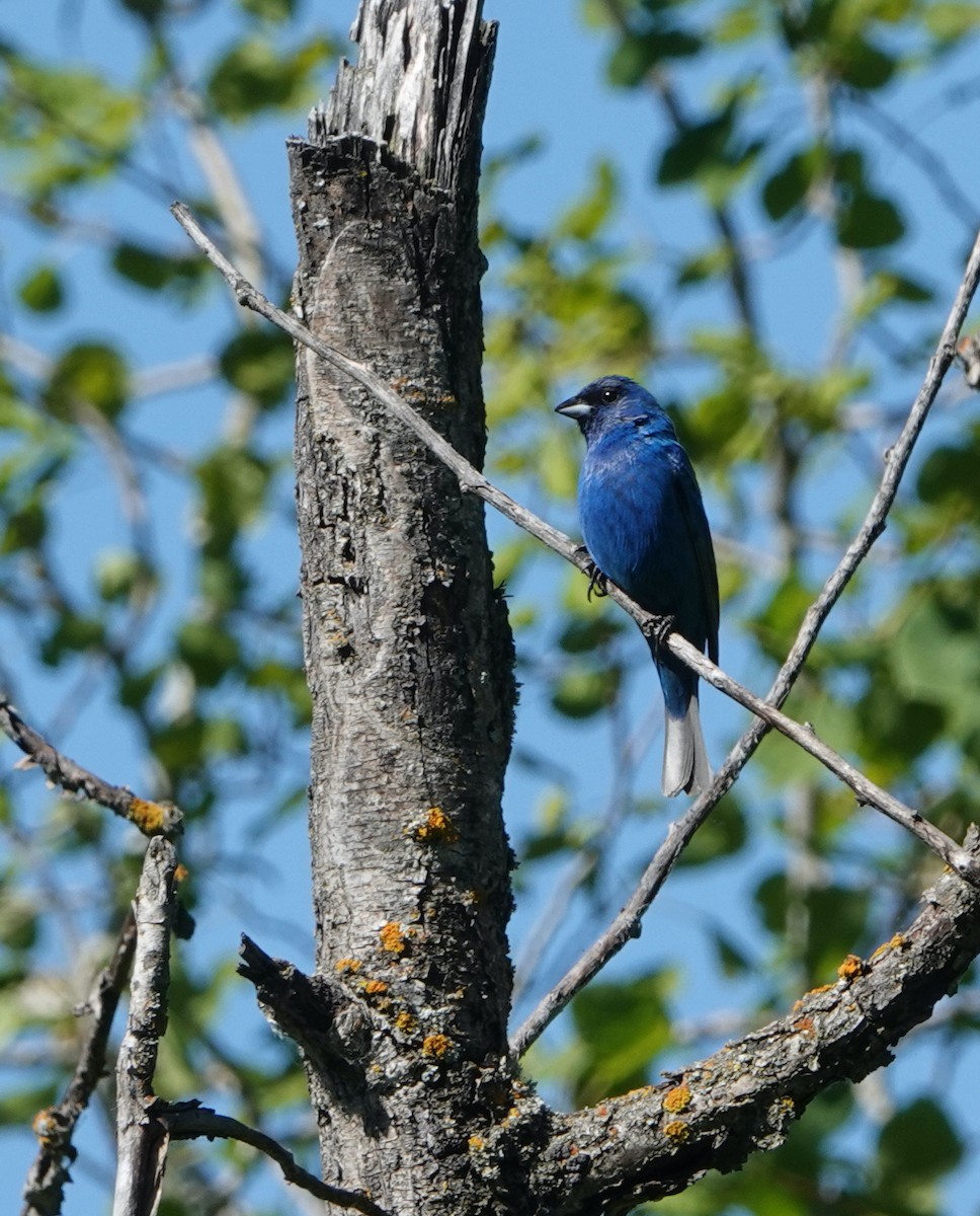 Passerin indigo - ML620450400