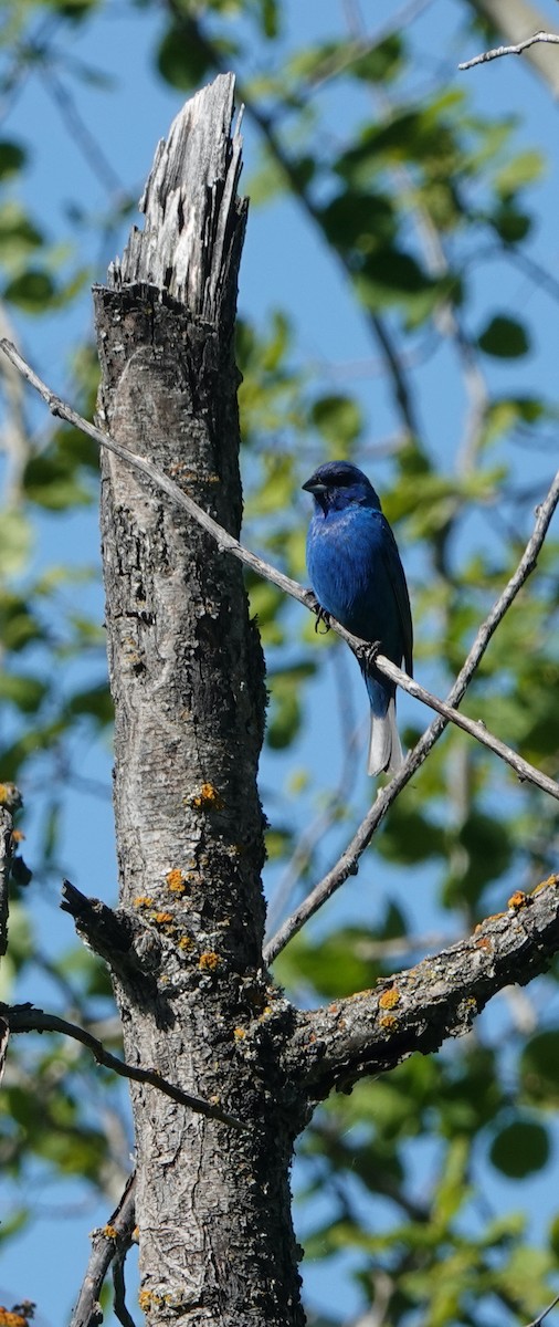 Passerin indigo - ML620450401