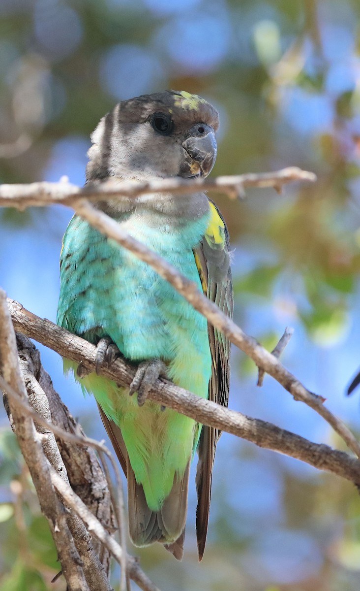 Meyer's Parrot - ML620450408