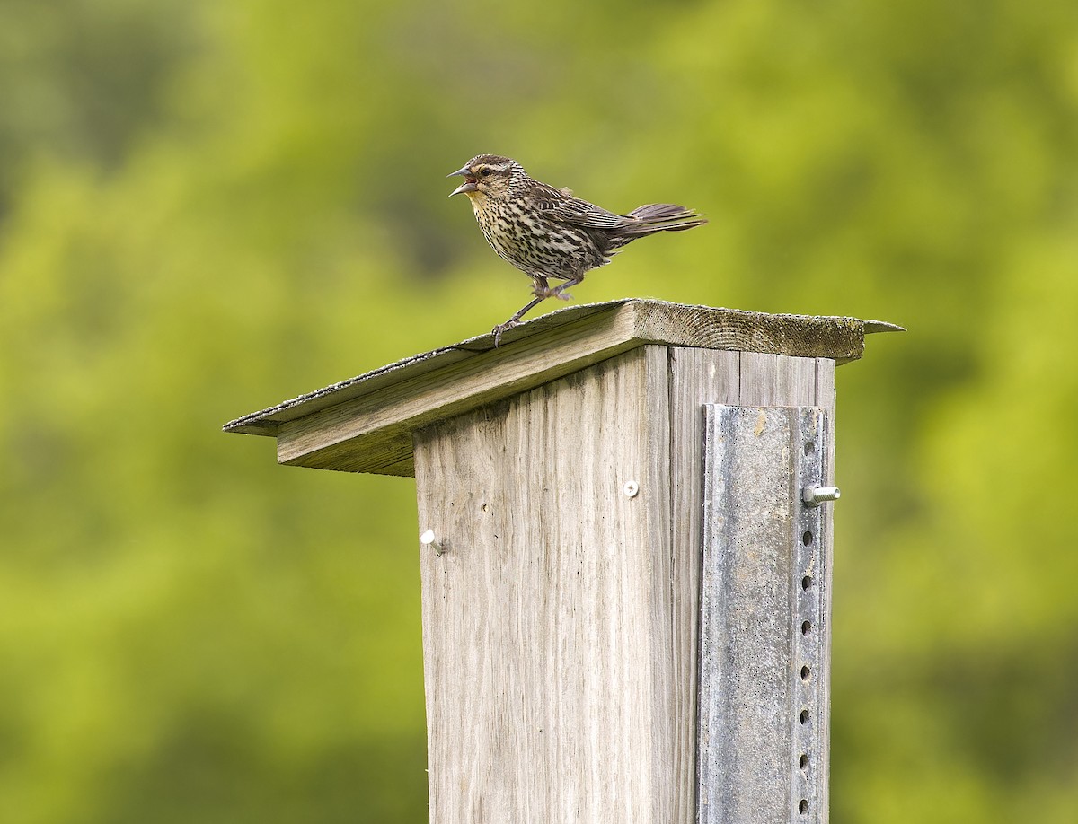 Red-winged Blackbird - ML620450413