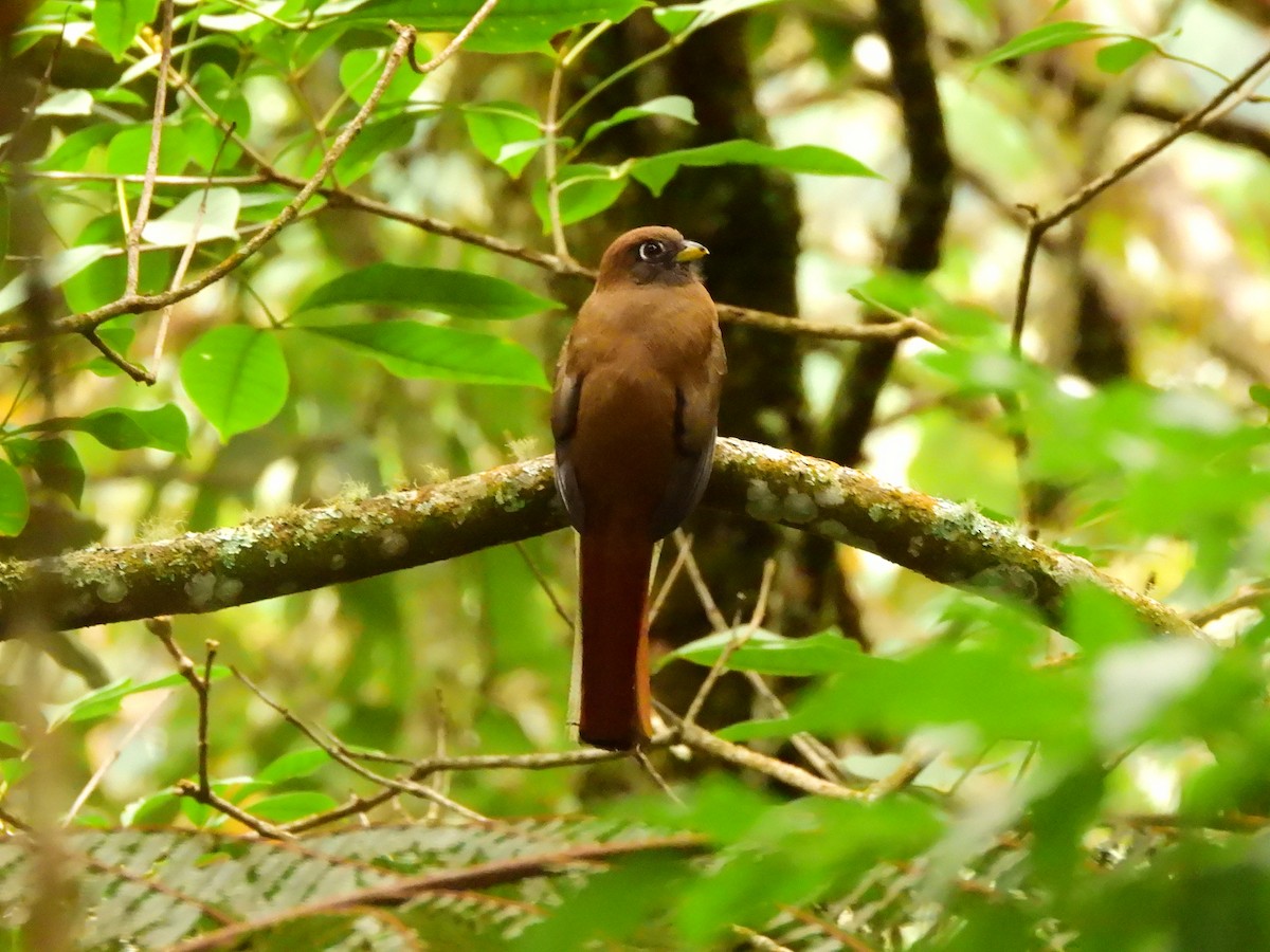 trogon límcový - ML620450414