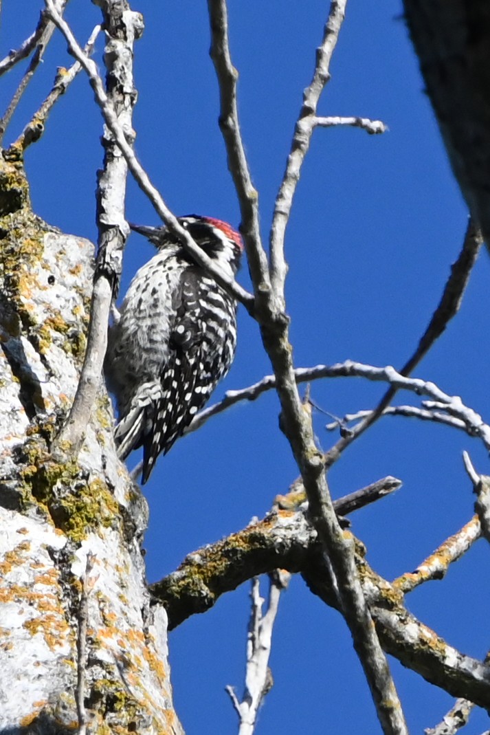 Nuttall's Woodpecker - Rich Howard