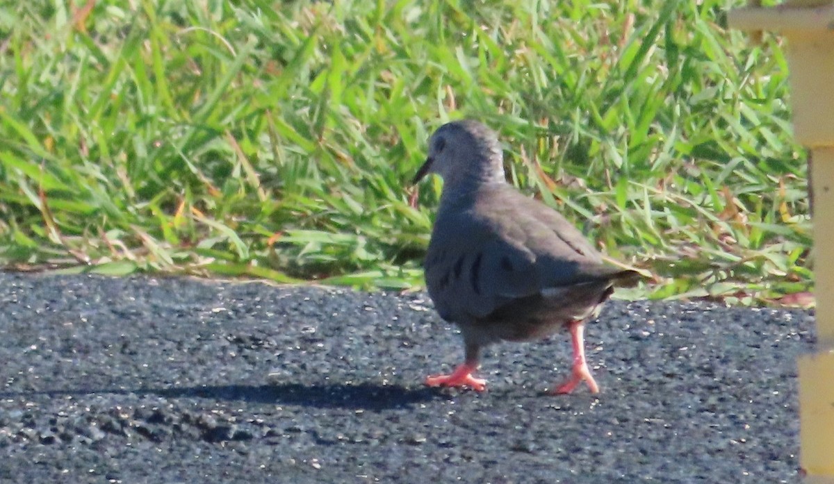 Common Ground Dove - ML620450416