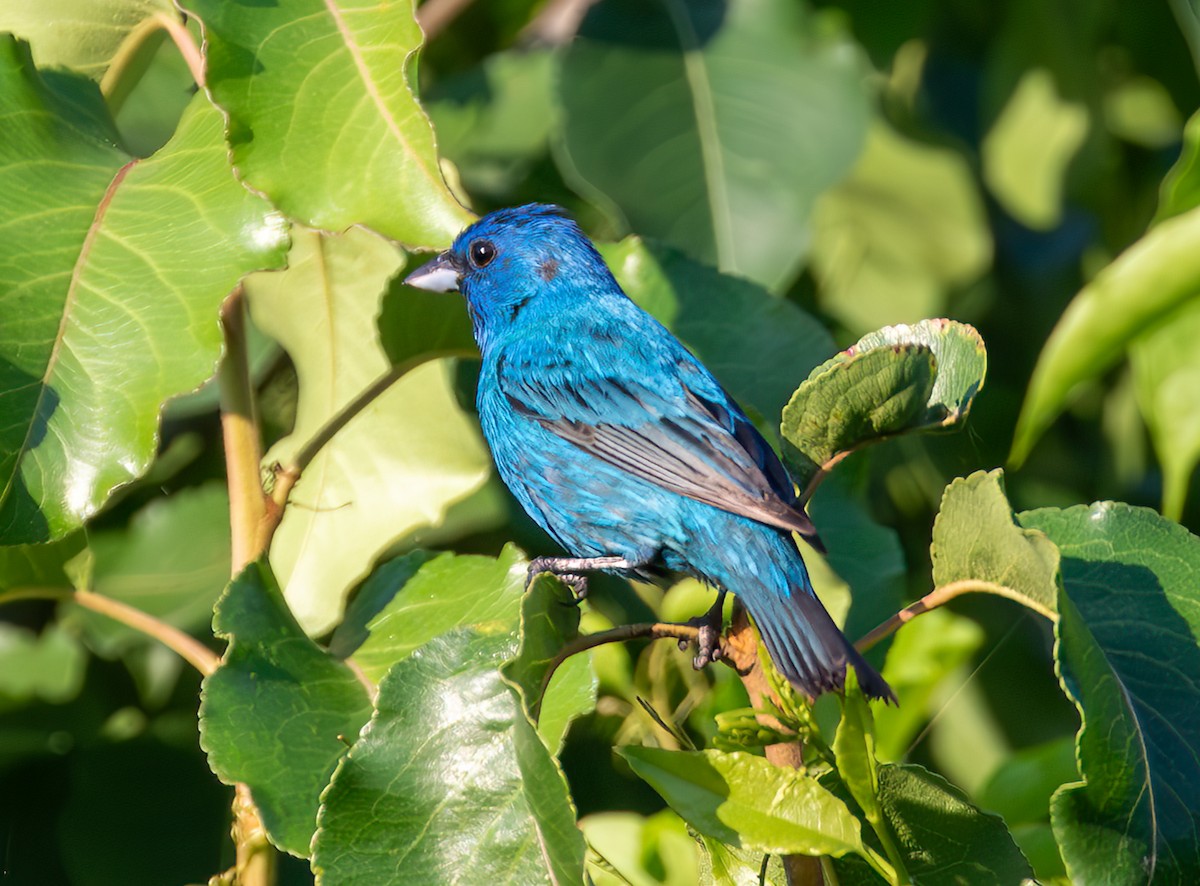 Indigo Bunting - ML620450417