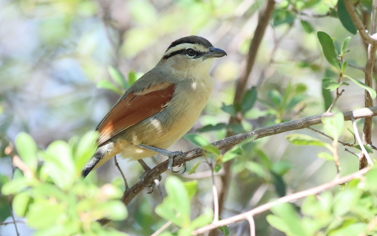 Brown-crowned Tchagra - ML620450418