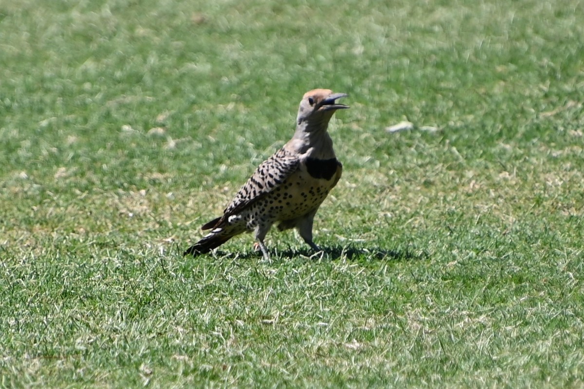 Northern Flicker (Red-shafted) - ML620450423