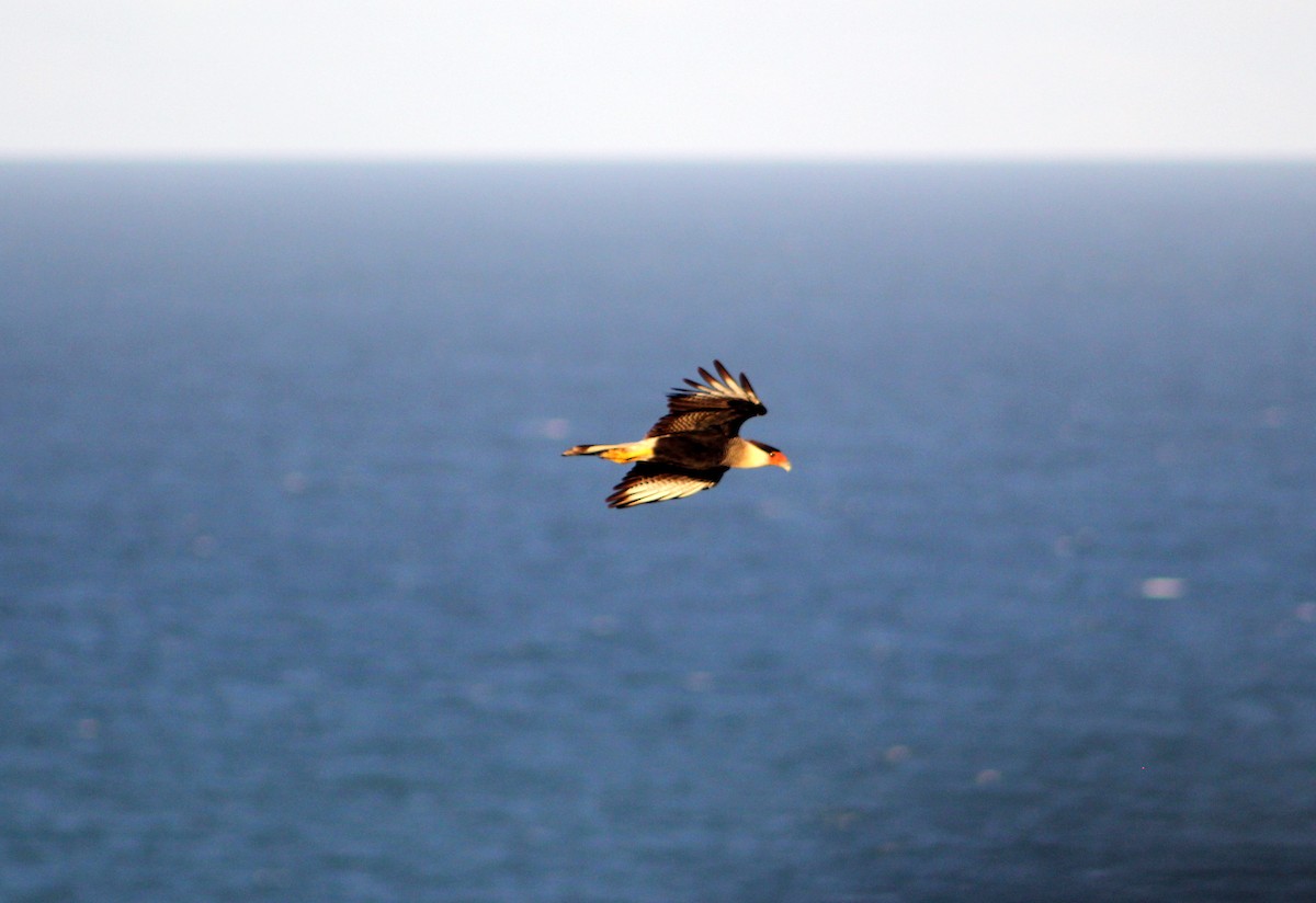 Crested Caracara - ML620450425